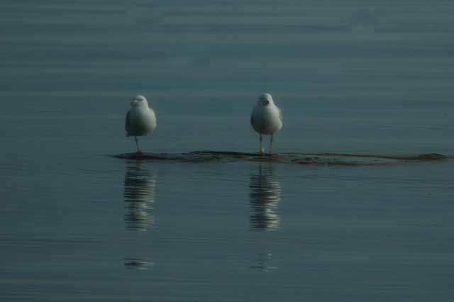 Seagulls on Lake Huron